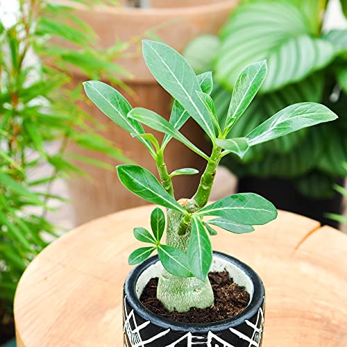 CocaFlora, Adenium Obesum, rosa del desierto, planta en maceta, jardín de casa, planta ornamental, planta real, fácil de cultivar, ~ 12 cm