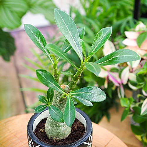 CocaFlora, Adenium Obesum, rosa del desierto, planta en maceta, jardín de casa, planta ornamental, planta real, fácil de cultivar, ~ 12 cm