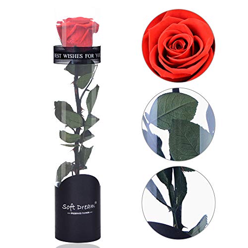 Dewanxin Rosa Eterna,Rosa Natural Preservada,para Decoración del Hogar Boda San Valentín Día de la Madre Navidad Aniversario Cumpleaños - Roja (Red)