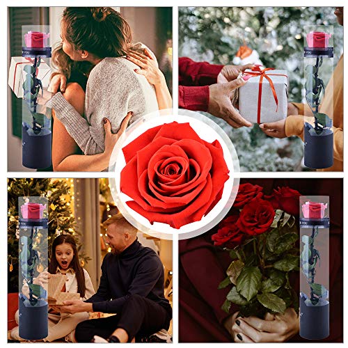 Dewanxin Rosa Eterna,Rosa Natural Preservada,para Decoración del Hogar Boda San Valentín Día de la Madre Navidad Aniversario Cumpleaños - Roja (Red)