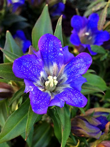 Edelweiss & genciana - set de semillas con las dos flores alpinas probablemente más famosas