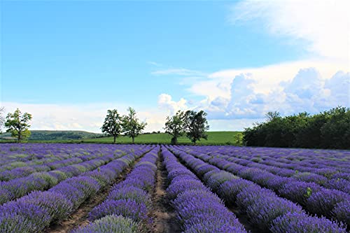 Essences Bulgaria Agua floral orgánica de Lavanda, 100% natural, máxima calidad de nuestra propia empresa familiar, spray como tónico facial, tónico capilar etc.(250 ml)