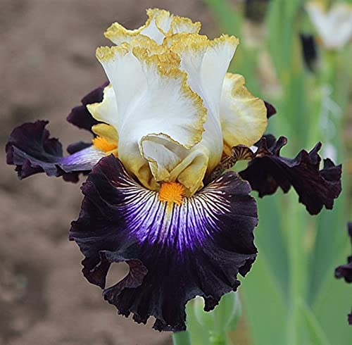 ExóTico, Rizoma De Iris,Bulbo de iris raro,Hermoso Color, Adaptable, Dale brillo a tu jardín-2 Bulbos,a