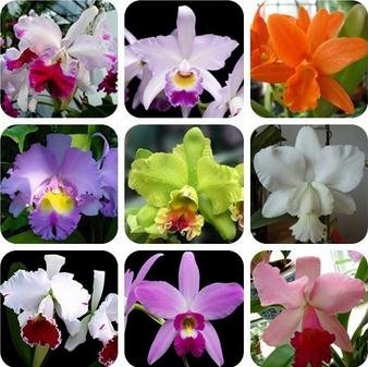 Generic Fresh 20pcs Cattleya Flower SEED para plantar Blanco rosa