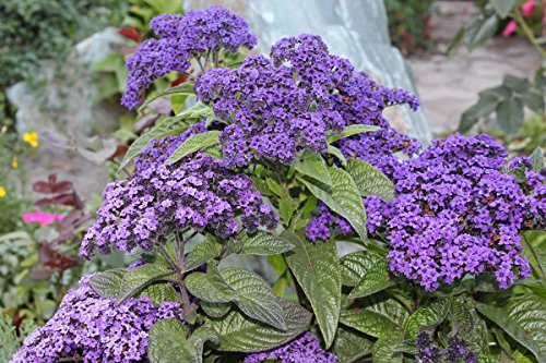 Heliotropo de jardín; pastel de cereza, heliotropo común - semilla