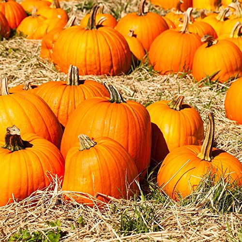 Jack O 'Lantern Semillas de calabaza - Cucurbita pepo