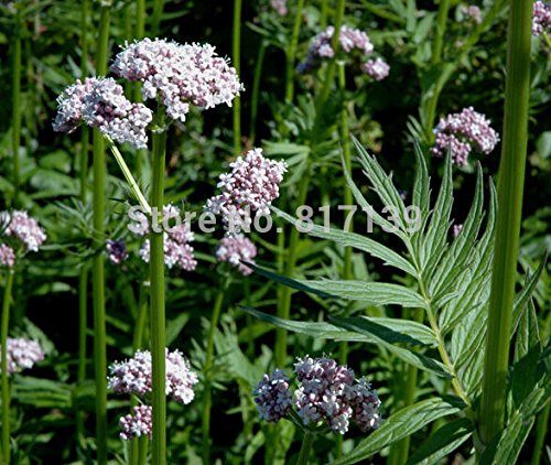 Jardín Planta 50 semillas valeriana, Valeriana officinalis Legevendelrot, Jardín Heliotropo Heal Semillas Todo hierba flor libres del envío