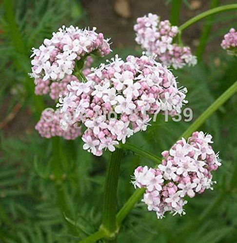 Jardín Planta 50 semillas valeriana, Valeriana officinalis Legevendelrot, Jardín Heliotropo Heal Semillas Todo hierba flor libres del envío