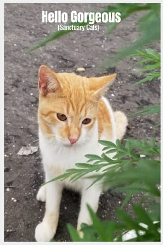 Journal- Sanctuary Cats Series-Hello Gorgeous (Sanctuary Cats - Hello Gorgeous)