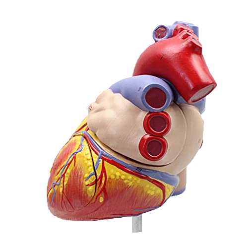 JRZTC Modelo de corazón 1 Modelo anatómico médico tamaño Real corazón Cardiovascular 2 Partes Software de anatomía Gratis Modelo de corazón clásico de anatomía Inteligente