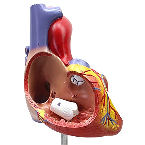 JRZTC Modelo de corazón 1 Modelo anatómico médico tamaño Real corazón Cardiovascular 2 Partes Software de anatomía Gratis Modelo de corazón clásico de anatomía Inteligente