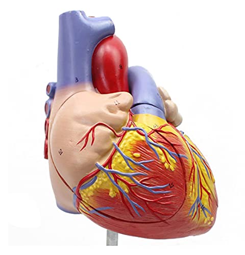 JRZTC Modelo de corazón 1 Modelo anatómico médico tamaño Real corazón Cardiovascular 2 Partes Software de anatomía Gratis Modelo de corazón clásico de anatomía Inteligente