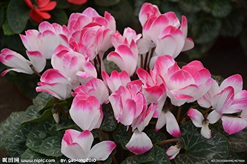 La venta caliente 16 colores puede ser elige ciclamen de flores Semillas de plantas perennes de floración de ciclamen Semillas - 100 PCS