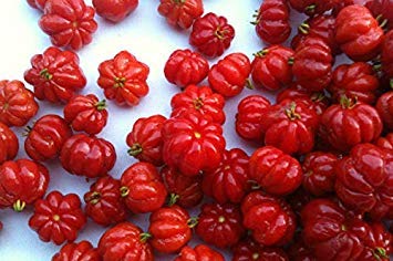 Las Semillas de la Fruta Pitanga Surinam brasileña Cherry - Super Fresca X 25 Semillas + Prima!