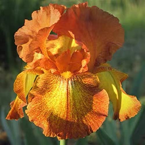 Los Bulbos De Iris, Las Flores De Iris Son Ricas En Color Y Los Rizomas De Plantas / Duradero /-2-bulbos,Nrancia