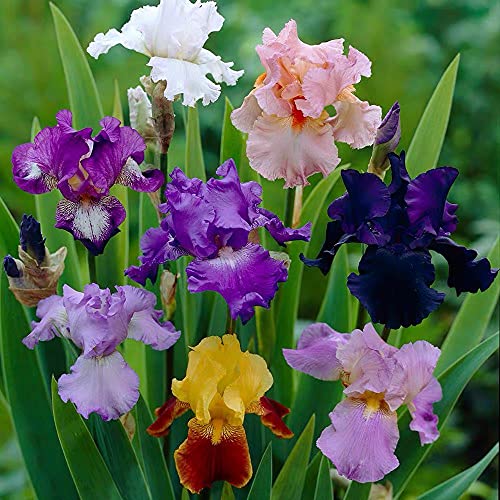 Los Bulbos De Iris, Las Flores De Iris Son Ricas En Color Y Los Rizomas De Plantas Perennes Raras Son Particularmente Agradables En El Balcón.-3-bulbos,Vistoso