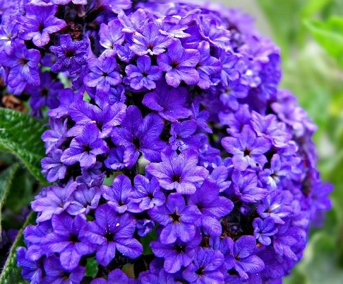 Más de 50 semillas de flor de heliotropo Azul Marino/Perenne