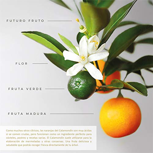 Naranjo Enano Calamondin 38 cm en maceta de 16 cm diámetro entregado en caja de regalo con tríptico con información y guía de cuidados – Planta viva interior – Árbol frutal enano en maceta