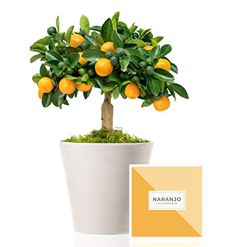 Naranjo Enano Calamondin 38 cm en maceta de 16 cm diámetro entregado en caja de regalo con tríptico con información y guía de cuidados – Planta viva interior – Árbol frutal enano en maceta