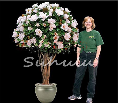 Nueva Ponak 30 PC Jasminum Sambac SEMILLAS de flores para la jardinería hermosa blanca 14