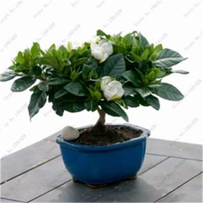 Nueva Ponak 30 PC Jasminum Sambac SEMILLAS de flores para la jardinería hermosa blanca 14