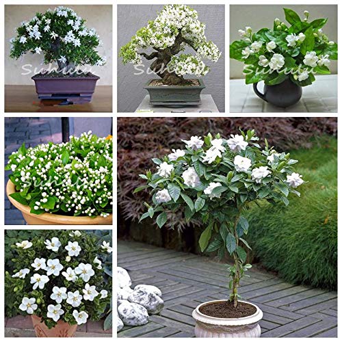 Nueva Ponak 30 PC Jasminum Sambac SEMILLAS de flores para la jardinería hermosa Blanco 12