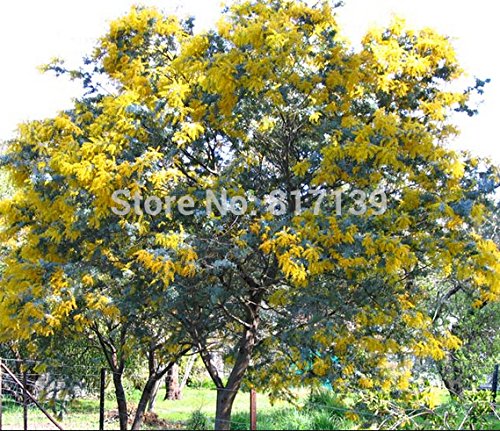 Nuevo hogar jardín de plantas 10 Semillas ORO MIMOSA Acacia Baileyana amarillo zarzo semillas de flor del árbol