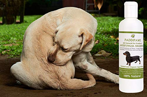 PADDIPAWS Champú antifúngico y antibacteriano para perros 100% natural, infecciones por levaduras, tiña, dermatitis, pioderma, ingredientes naturales seguros – Sin parabenos ni SLS – 500 ml