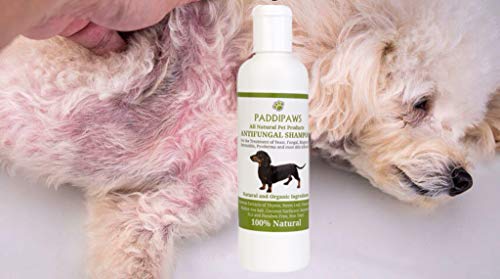 PADDIPAWS Champú antifúngico y antibacteriano para perros 100% natural, infecciones por levaduras, tiña, dermatitis, pioderma, ingredientes naturales seguros – Sin parabenos ni SLS – 500 ml