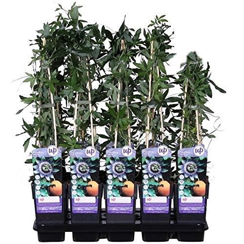 Pasiflora Árbol Frutal 50cm de Altura Fruta de la Pasión Passiflora Fruto Maracuyá Comestible Árbol Frutal