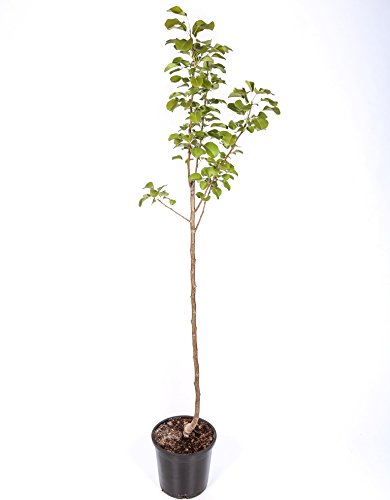 Peral - Pera tierna, de agua - Maceta 26cm. - Altura aprox. 1'20m. - Planta viva - (Envíos sólo a Península)