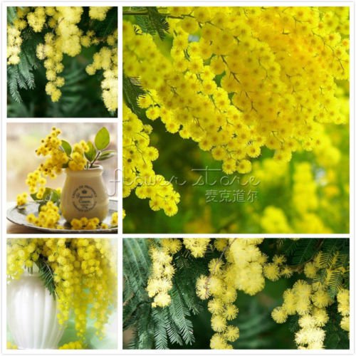 Pinkdose 20 plantas de oro amarillo Mimosa Acacia Baileyana zarzo plantas de flor Ãrbol: Rojo