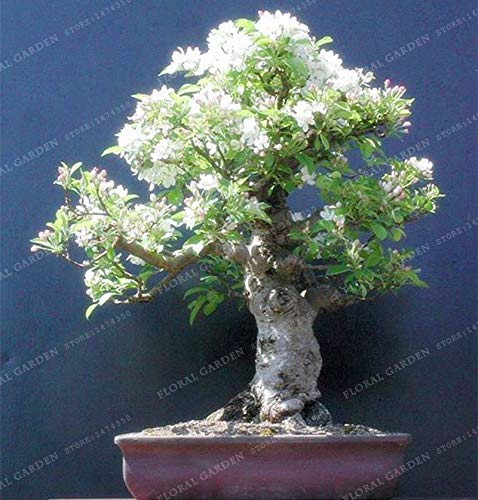 Pinkdose 50 Bonsái de colores Lila Planta Lila japonesa (Extremadamente fragante) Clavo Flor Bonsai Lila Ãrboles Planta al aire libre para el huerto familiar: 2