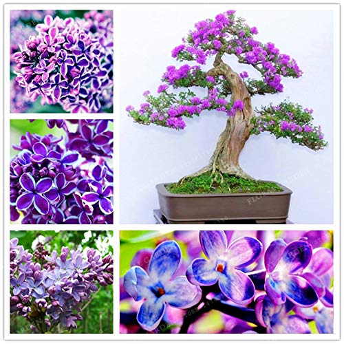 Pinkdose 50 Bonsái de colores Lila Planta Lila japonesa (Extremadamente fragante) Clavo Flor Bonsai Lila Ãrboles Planta al aire libre para el huerto familiar: 3