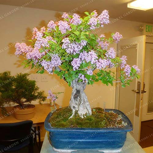 Pinkdose 50 Bonsái de colores Lila Planta Lila japonesa (Extremadamente fragante) Clavo Flor Bonsai Lila Ãrboles Planta al aire libre para el huerto familiar: 3