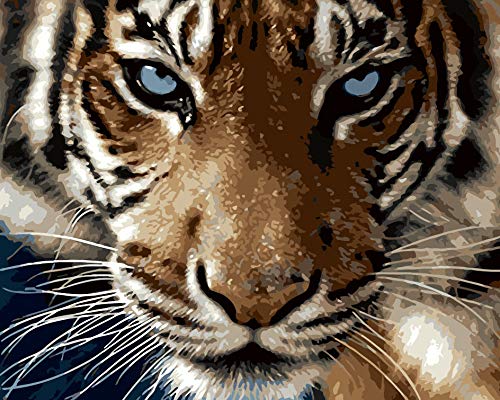 Pintura por números para Adultos DIY Pintura al óleo Kit con Pinceles y Pinturas para Niños Seniors Junior -Con Marco de Madera- Animales - Cara de Tigre - Naturaleza - 40 x 50 cm - PBN26012