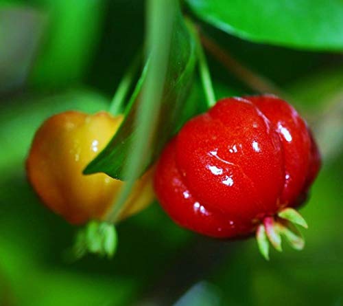 Pitanga Eugenia uniflora, brasileño Pitanga de semillas de frutas exóticas 50 SEMILLAS