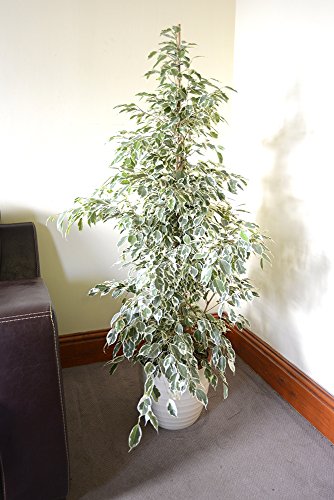 Planta de interior - Planta para la casa o la oficina - Ficus benjamina Variegata - 80 cm de alto - AHORA CON DESCUENTO