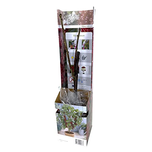 PLANTA NATURAL DE GROSELLA ROJA CAJA M9 50CM PERFECTO PARA EXTERIOR