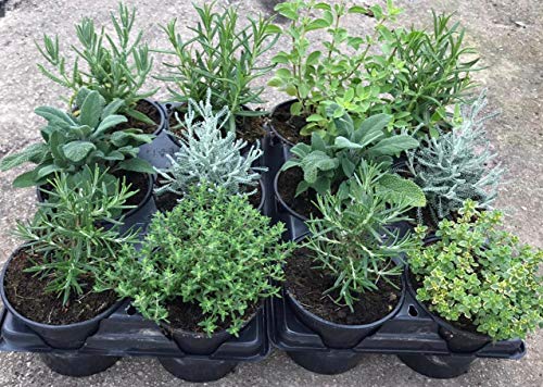 Plantas Naturales y Aromáticas - Pack 12 Plantas de Temporada Variadas 10,5 cm ø- VIPARGARDEN 1