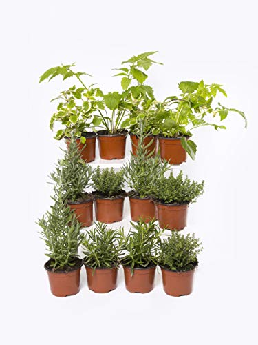 Plantas Naturales y Aromáticas - Pack 12 Plantas de Temporada Variadas 10,5 cm ø- VIPARGARDEN 1