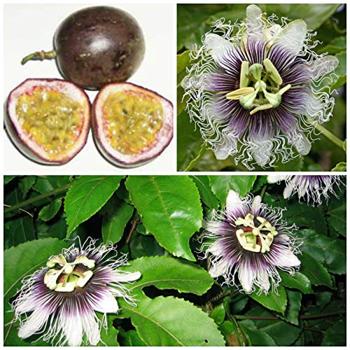 Portal Cool 10 Semillas de Passiflora Edulis F. Edulis, maracuyá, fruta de la pasión, C