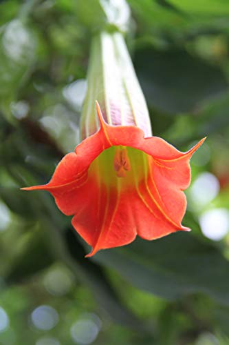 Portal Cool Amarillo Variedad: Brugmansia Sanguinea - Andino trompeta del ángel - rojo o amarillo - 10 Semillas