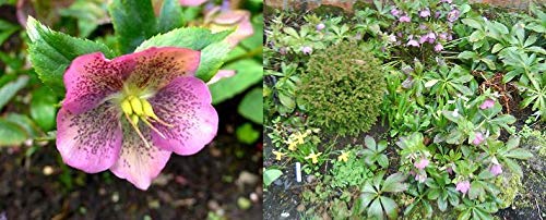 Portal Cool Celestial Eléboro manchada rosa (Lenton Rose) Semilla