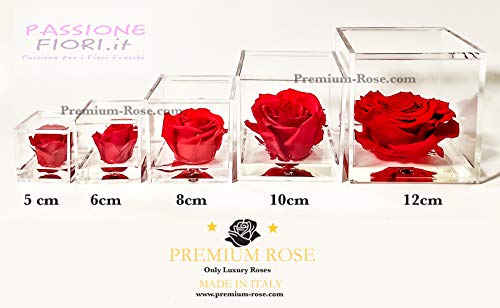 Premium-Rose - Rosa roja estabilizada en cubo transparente - Cubo con una auténtica y verdadera rosa que dura incluso más de 5 años