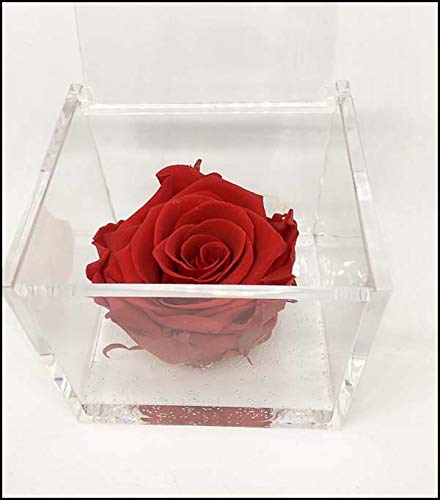 Premium-Rose - Rosa roja estabilizada en cubo transparente - Cubo con una auténtica y verdadera rosa que dura incluso más de 5 años