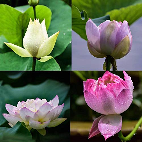 ScoutSeed Venta POP 40 Unids LOTUS FLOWER SEEDS PLANTAS ACUÃTICAS Cuenco Lotus Water Lily Seeds