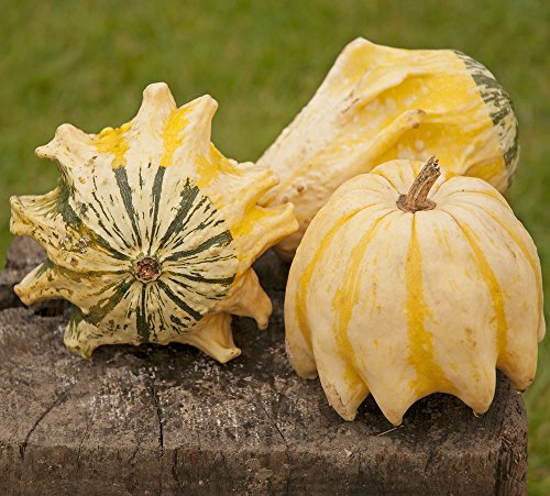 Semillas de calabaza 'Corona de espinas' - Cucurbita pepo