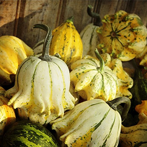 Semillas de calabaza 'Corona de espinas' - Cucurbita pepo