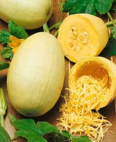 Semillas de Calabaza Espagueti (Squash Makaronowa Warszawska) - Cucurbita pepo